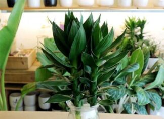 The Green Advantage: Why the Wealthy Embrace Aquatic Plants in Their Work Space