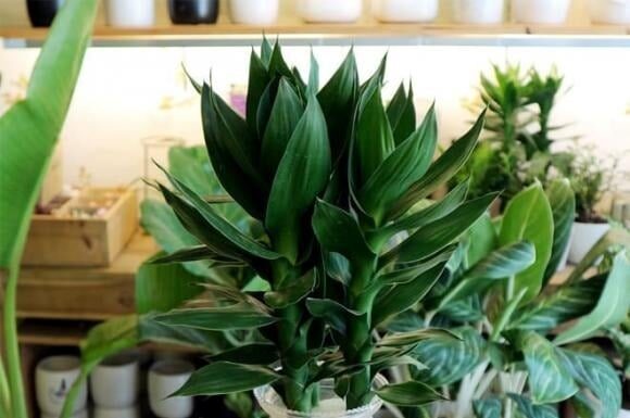 The Green Advantage: Why the Wealthy Embrace Aquatic Plants in Their Work Space