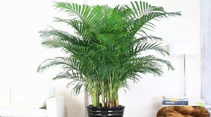 The 5 Lucky Plants to Bring Good Fortune and Ward Off Evil Spirits: A Guide to a Lifetime of Prosperity