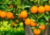 Is It Lucky to Plant Orange Trees in Front of Your House? Tips to Invite Wealth to Your Home.