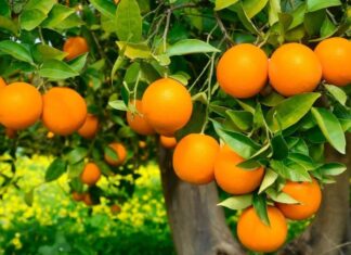 Is It Lucky to Plant Orange Trees in Front of Your House? Tips to Invite Wealth to Your Home.