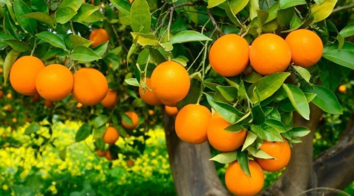 Is It Lucky to Plant Orange Trees in Front of Your House? Tips to Invite Wealth to Your Home.