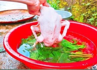 “The Ultimate Guide to Feather Plucking: A Simple, Quick, and Effective Method”