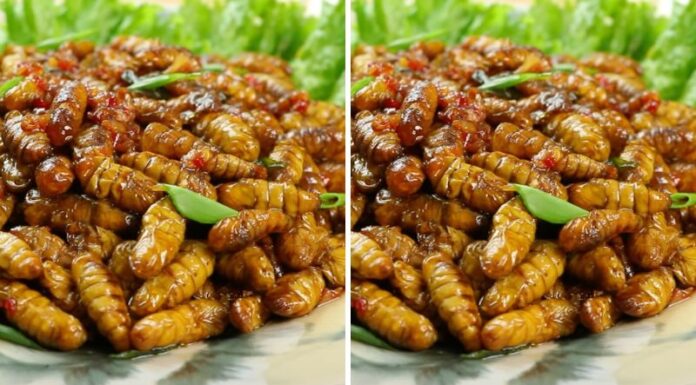 “Tantalize Your Taste Buds: Indulge in Crispy Silkworm Pupae With a Spicy Kick”
