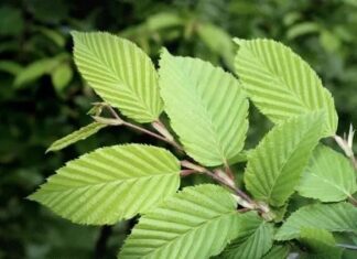 The Ancient Wisdom: “Never Chop Down These Three Trees, No Matter the Wealth Offered; For They Bring Three Generations of Fortune to Your Family.”