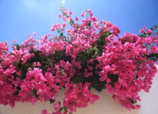 “The Power of the Trumpet Vine: Unlocking Prosperity with a Vibrant Floral Display”