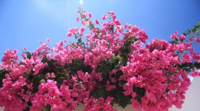 “The Power of the Trumpet Vine: Unlocking Prosperity with a Vibrant Floral Display”