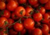 Why Are Modern Tomatoes Harder and Last Longer Than Their Older Counterparts?
