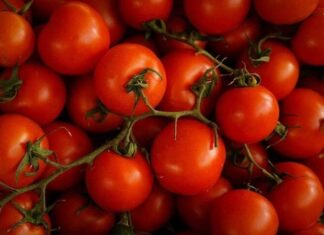 Why Are Modern Tomatoes Harder and Last Longer Than Their Older Counterparts?
