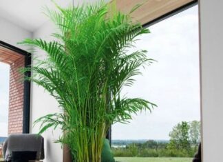 The Ancient’s Wisdom: “5 Houseplants that Nurture and Bring Prosperity to Your Home”