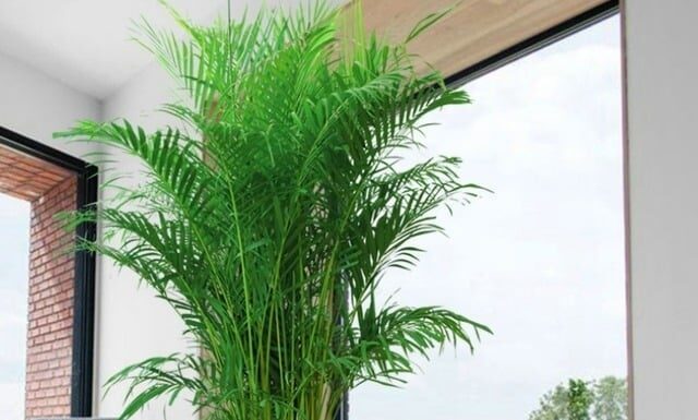 The Ancient’s Wisdom: “5 Houseplants that Nurture and Bring Prosperity to Your Home”