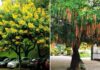 The 8 Lucky Tree Species to Adorn Your Home: Captivating Blooms and Minimal Mess