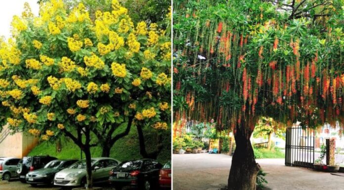 The 8 Lucky Tree Species to Adorn Your Home: Captivating Blooms and Minimal Mess