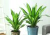 The Green Thumbs’ Guide to Prosperity: Four Houseplants That Bring Wealth and Fortune to Your Home