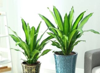 The Green Thumbs’ Guide to Prosperity: Four Houseplants That Bring Wealth and Fortune to Your Home