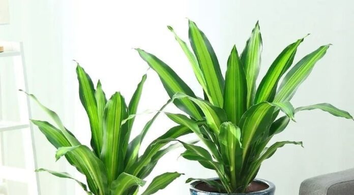 The Green Thumbs’ Guide to Prosperity: Four Houseplants That Bring Wealth and Fortune to Your Home