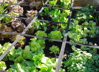 9 Things You Need to Know Before Starting Your Own Home-Grown Veggie Garden