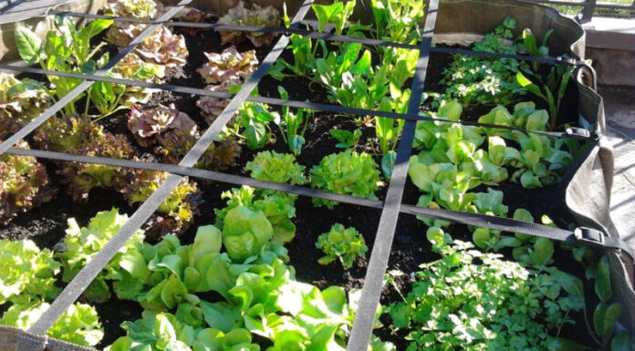 9 Things You Need to Know Before Starting Your Own Home-Grown Veggie Garden