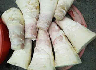Who Should Avoid Eating Bamboo Shoots, Even If They’re Tempted?