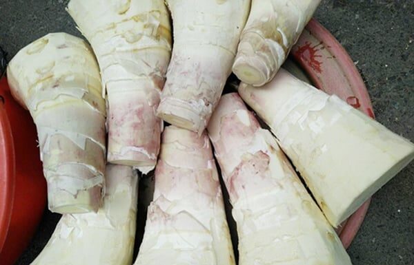Who Should Avoid Eating Bamboo Shoots, Even If They’re Tempted?