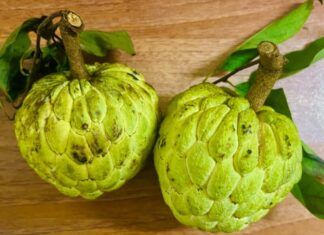 Is Custard Apple Delicious and Nutritious, But Does It Increase Body Heat If Eaten in Excess?