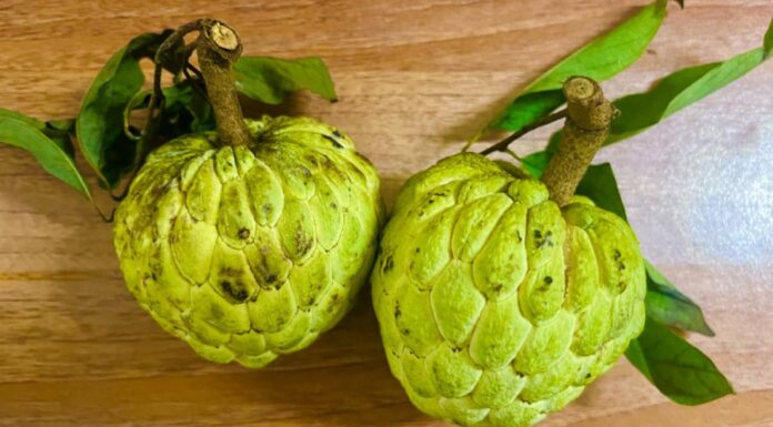 Is Custard Apple Delicious and Nutritious, But Does It Increase Body Heat If Eaten in Excess?