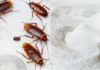The Ultimate Guide to Getting Rid of Cockroaches: Banish Them for Good