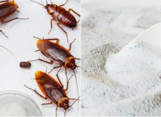 The Ultimate Guide to Getting Rid of Cockroaches: Banish Them for Good
