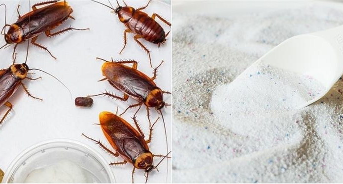 The Ultimate Guide to Getting Rid of Cockroaches: Banish Them for Good
