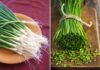 The Ultimate Guide to Storing Spring Onions: Keep Them Fresh for Weeks!