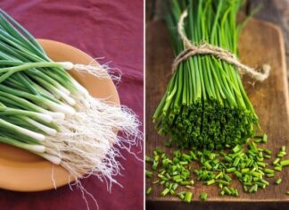 The Ultimate Guide to Storing Spring Onions: Keep Them Fresh for Weeks!