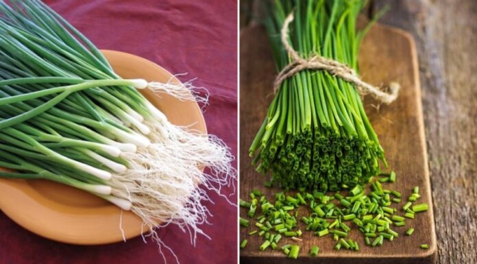 The Ultimate Guide to Storing Spring Onions: Keep Them Fresh for Weeks!