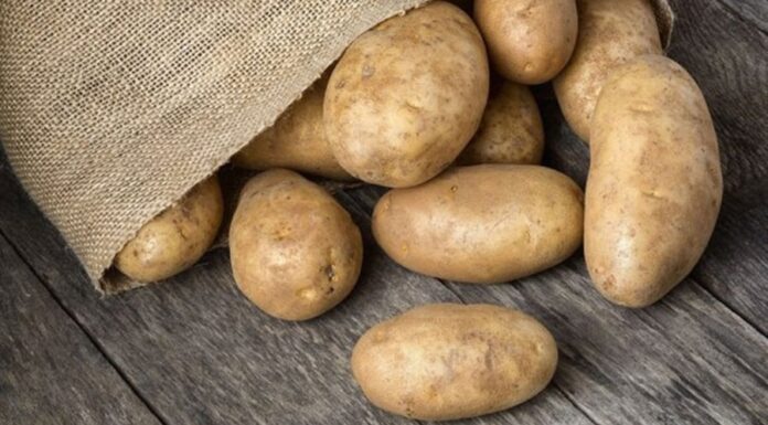 The Secret to Keeping Potatoes Fresh for Over 6 Months: No Sprouts or Green Hue
