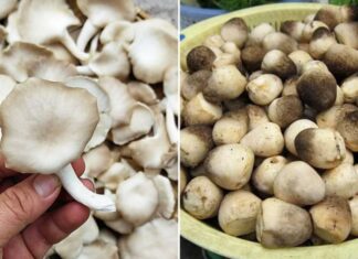 The Secret to Keeping Mushrooms Fresh for a Week: Don’t Refrigerate, Do This Instead