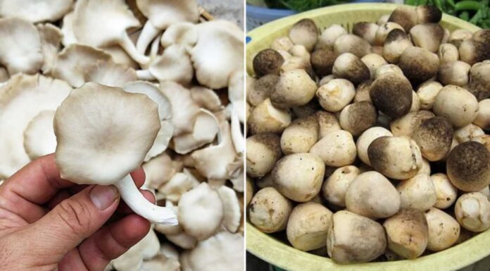 The Secret to Keeping Mushrooms Fresh for a Week: Don’t Refrigerate, Do This Instead