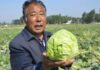 The Ultimate Guide to Washing Cabbage: Avoid the Pesticides, Learn the Right Way to Get it Clean