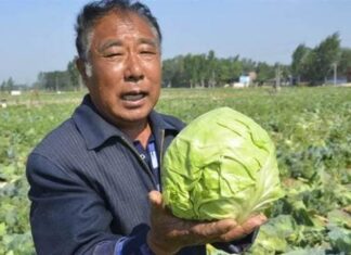 The Ultimate Guide to Washing Cabbage: Avoid the Pesticides, Learn the Right Way to Get it Clean