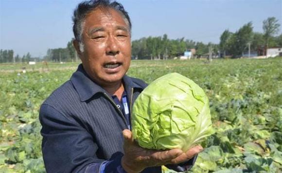 The Ultimate Guide to Washing Cabbage: Avoid the Pesticides, Learn the Right Way to Get it Clean