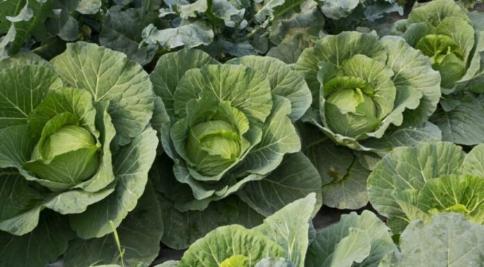 What Vegetables Should You Plant in September for a Quick, Easy, and Pest-Free Harvest?