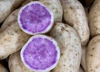The Ultimate Superfood: Unveiling the Australian White Sweet Potato with a Vibrant Purple Interior