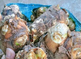 “An Underground Treasure”: From a Hunger-Relieving Delicacy to the City Folk’s Favorite Treat, with a Unique Flavor.