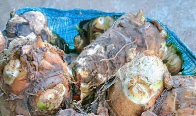 “An Underground Treasure”: From a Hunger-Relieving Delicacy to the City Folk’s Favorite Treat, with a Unique Flavor.