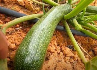 What Vegetables and Fruits Should You Plant in August for a Quick Harvest and Minimal Pests?