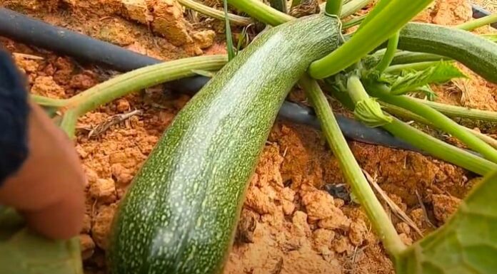 What Vegetables and Fruits Should You Plant in August for a Quick Harvest and Minimal Pests?