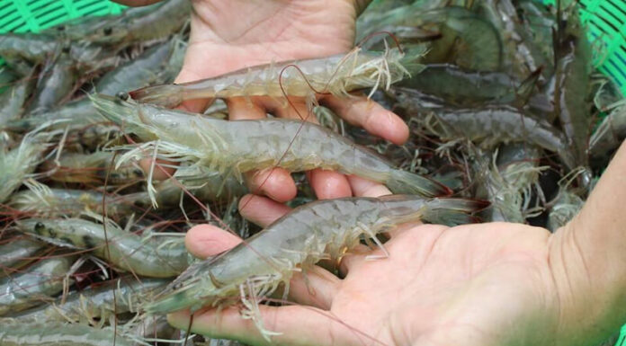 The Ultimate Guide to Selecting the Freshest Shrimp and Pro Tips for Long-Term Storage by Top Chefs