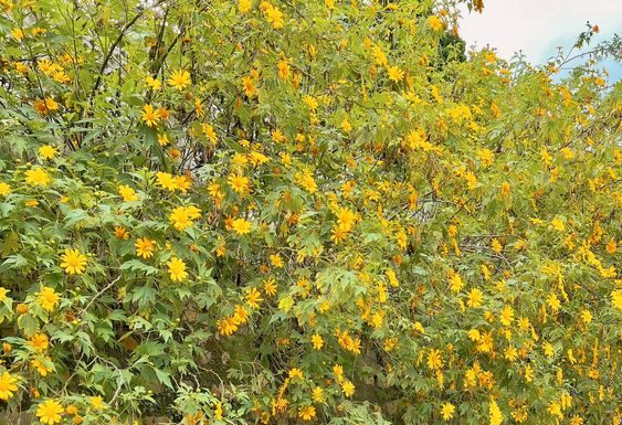 The Ultimate Guide to Faking the Perfect Autumn Aesthetic: A Step-by-Step to Magical Photo Editing