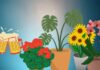 “The Magic of Beer Water: Unlocking the Secrets to a Green Thumb”