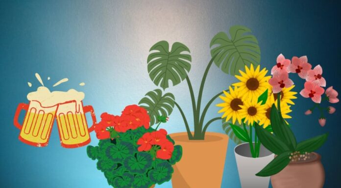 “The Magic of Beer Water: Unlocking the Secrets to a Green Thumb”