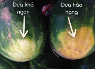 What Sound Should You Listen For When Thumping a Watermelon to Pick the Ripe One?