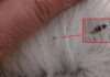 What are Cat Fleas? Signs, Prevention, and Treatment of Fleas on Cats